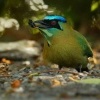 Momot cernolici - Momotus lessonii - Blue-diademed Lessons Motmot o5567